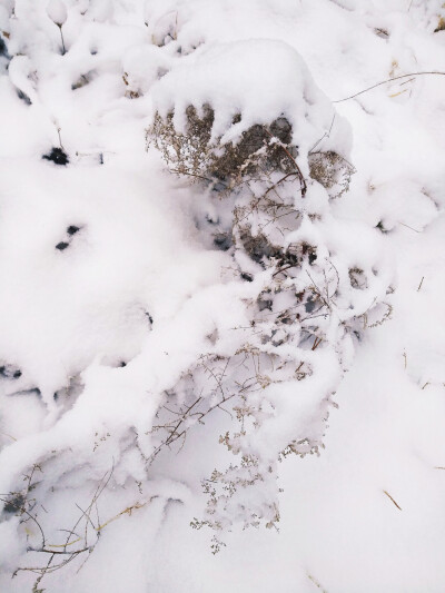 雪景