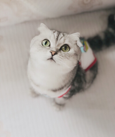 猫儿子