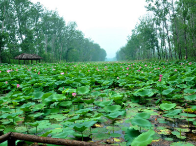 微山湖湿地红荷风景区