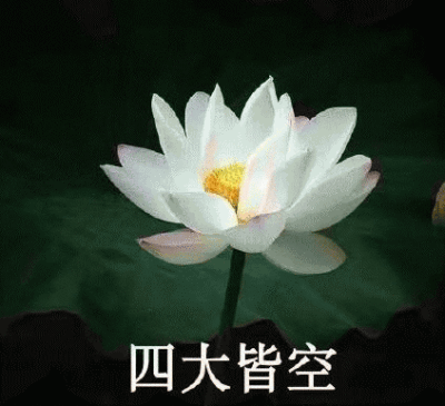 荷花 莲花 与世无争图 莫生气 头像