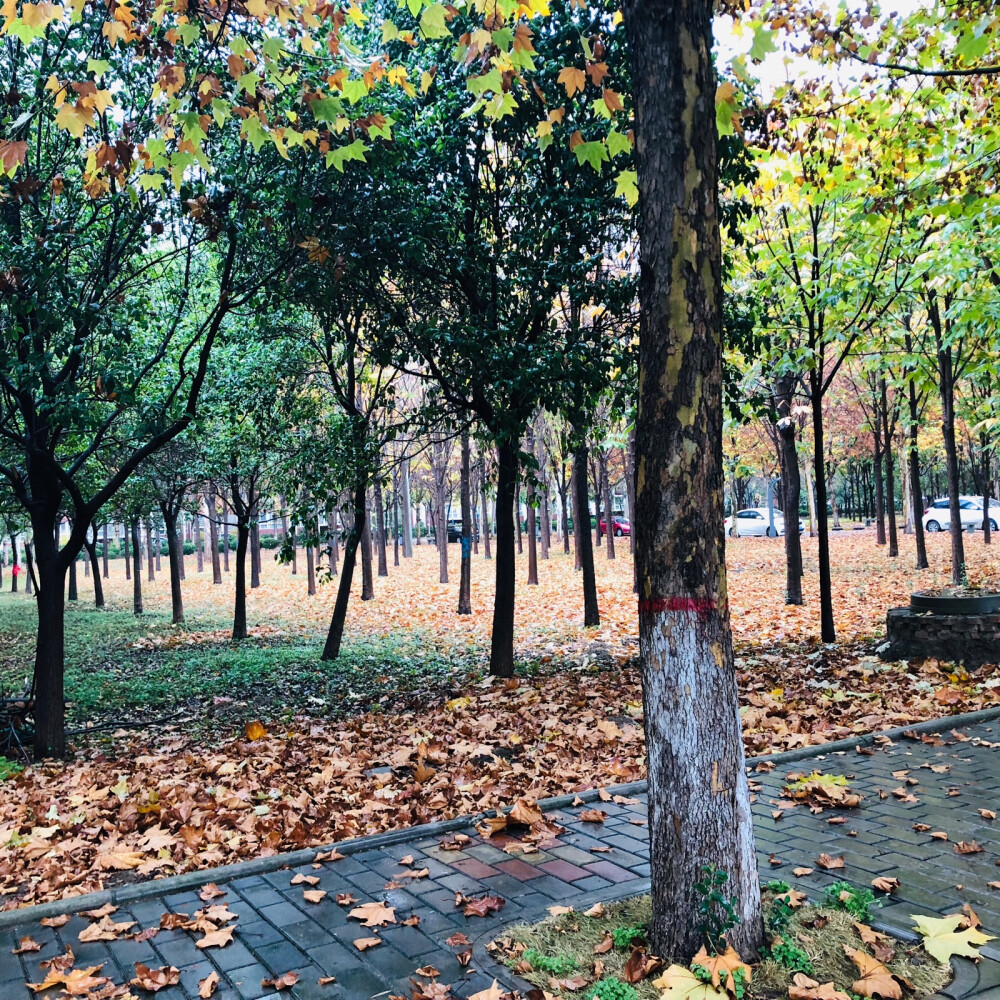 风景总是离别的最美
陕国院
挥别..
2018/11.5