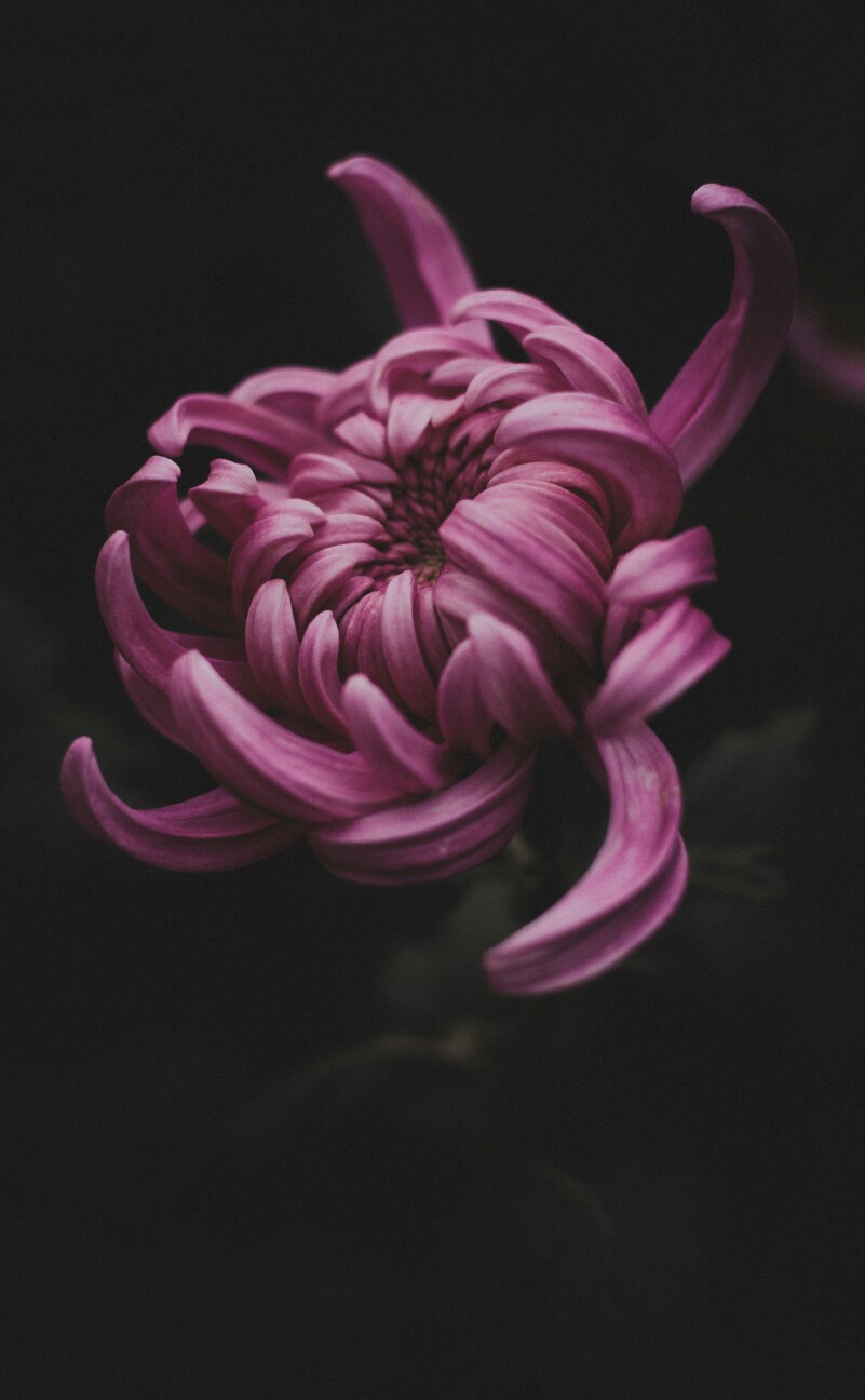 菊