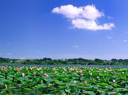 微山湖国家湿地公园