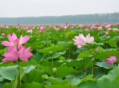 微山湖国家湿地公园