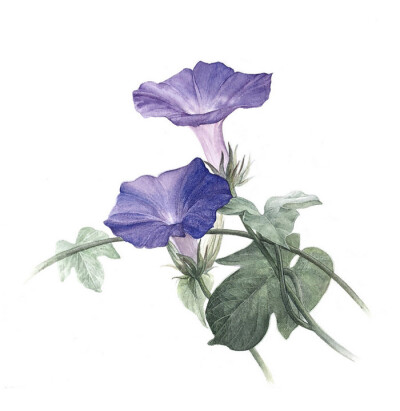 植物 花卉 水彩 插画 画师Rosa作品