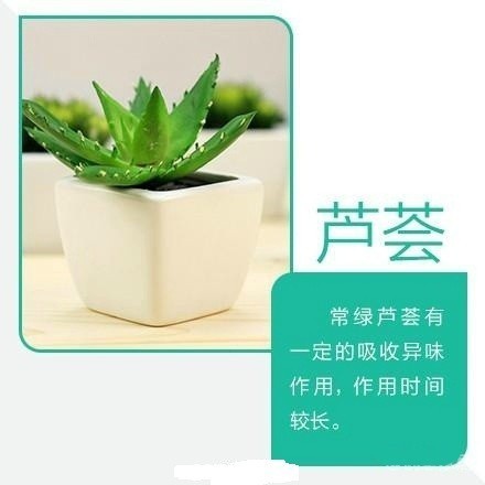 【9款吸毒植物】买一盆回家放在家里或寝室，既美观又净化空气。