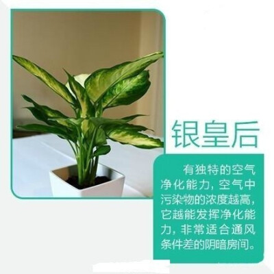 【9款吸毒植物】买一盆回家放在家里或寝室，既美观又净化空气。