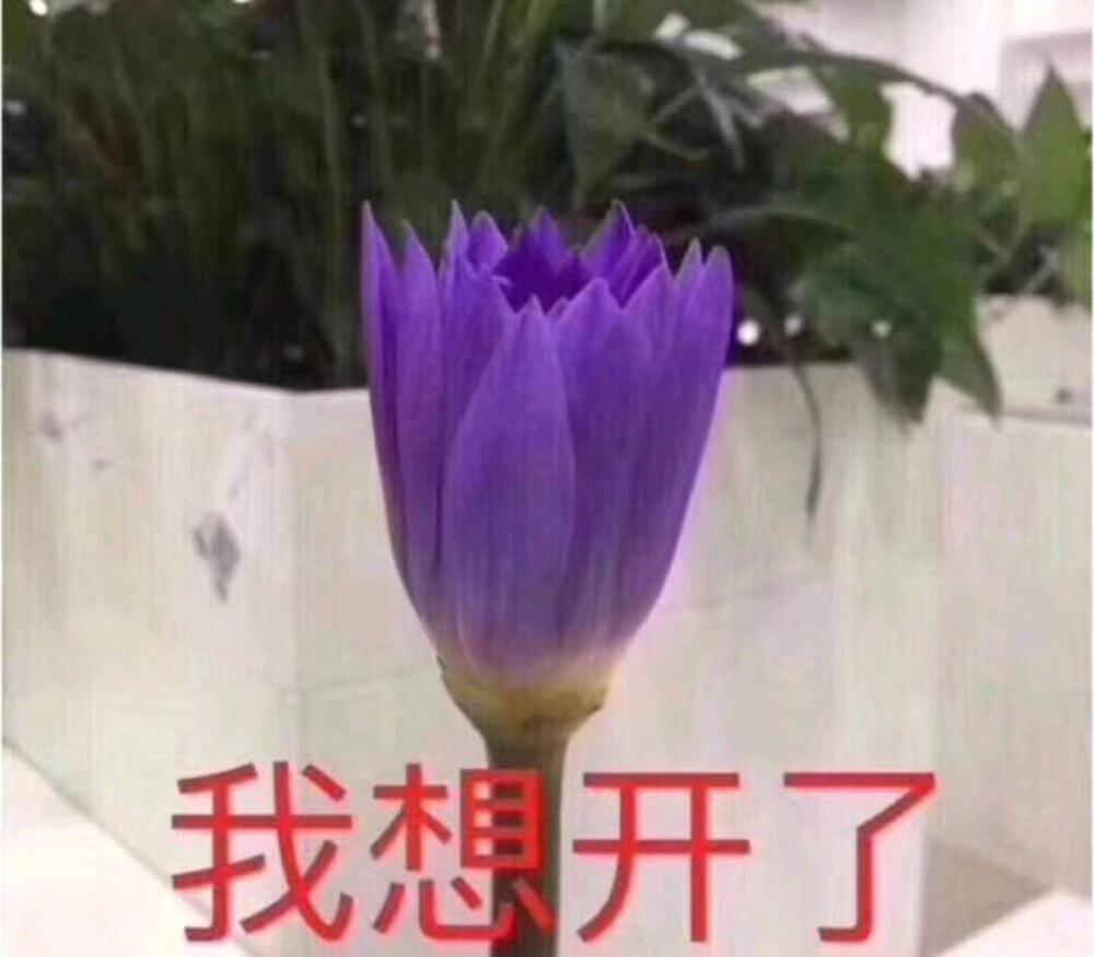 搞怪头像