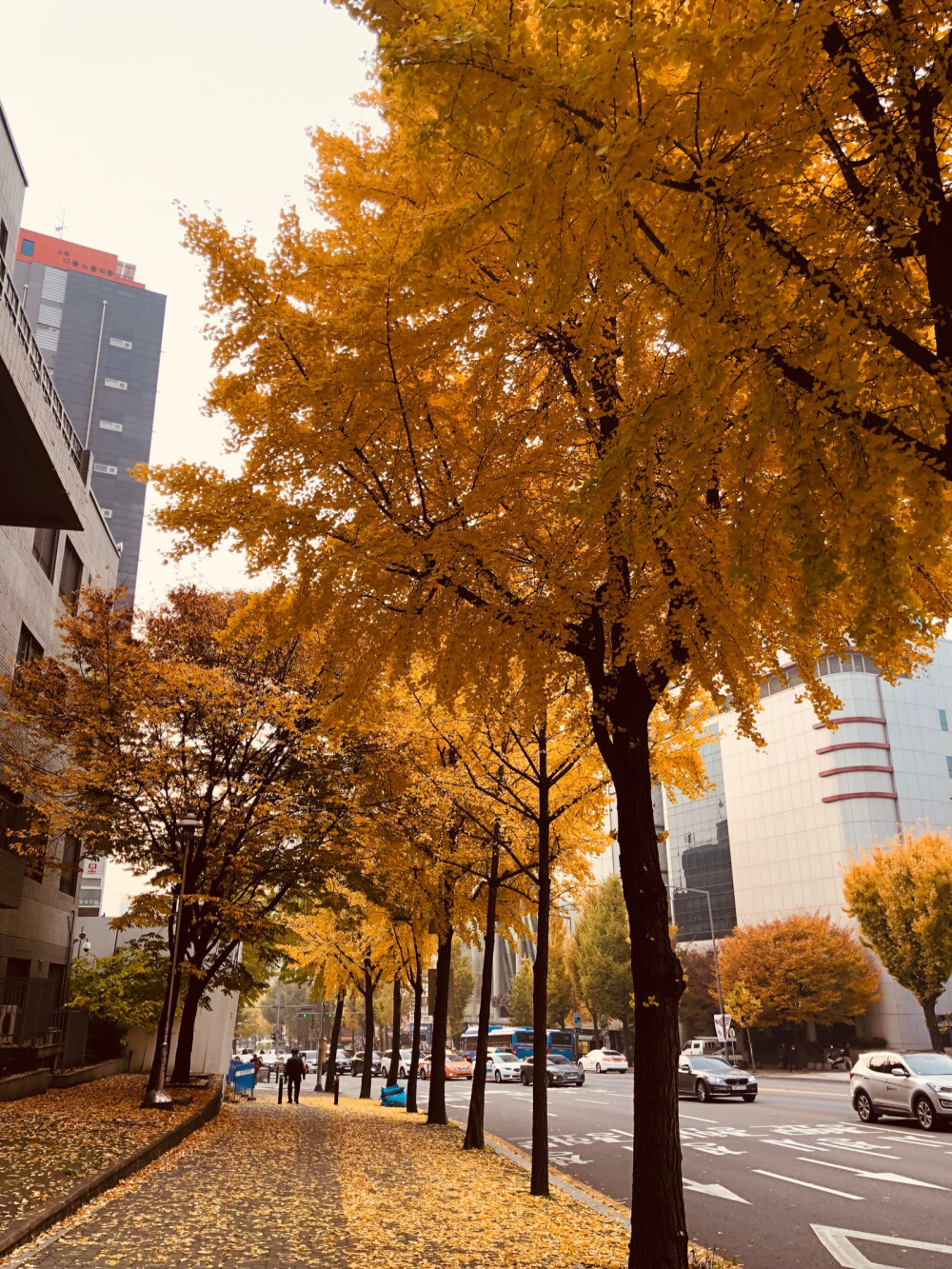 韩国、秋天。点心。梨花女子大学