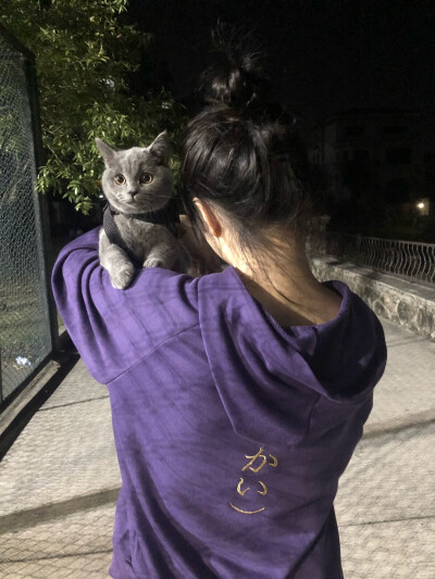 猫咪 萌宠 可爱 萌物 蓝猫 英短 背影 