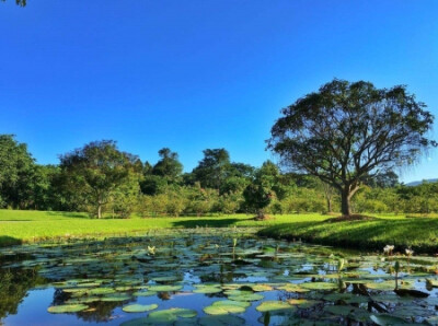 中科院西双版纳热带植物园