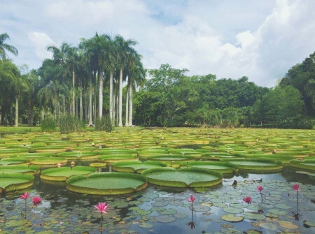 中科院西双版纳热带植物园