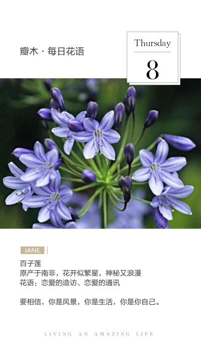 #瓣木·每日花语#
百子莲
原产于南非，花开似繁星，神秘又浪漫
花语：恋爱的造访、恋爱的通讯
要相信，你是风景，你是生活，你是你自己。