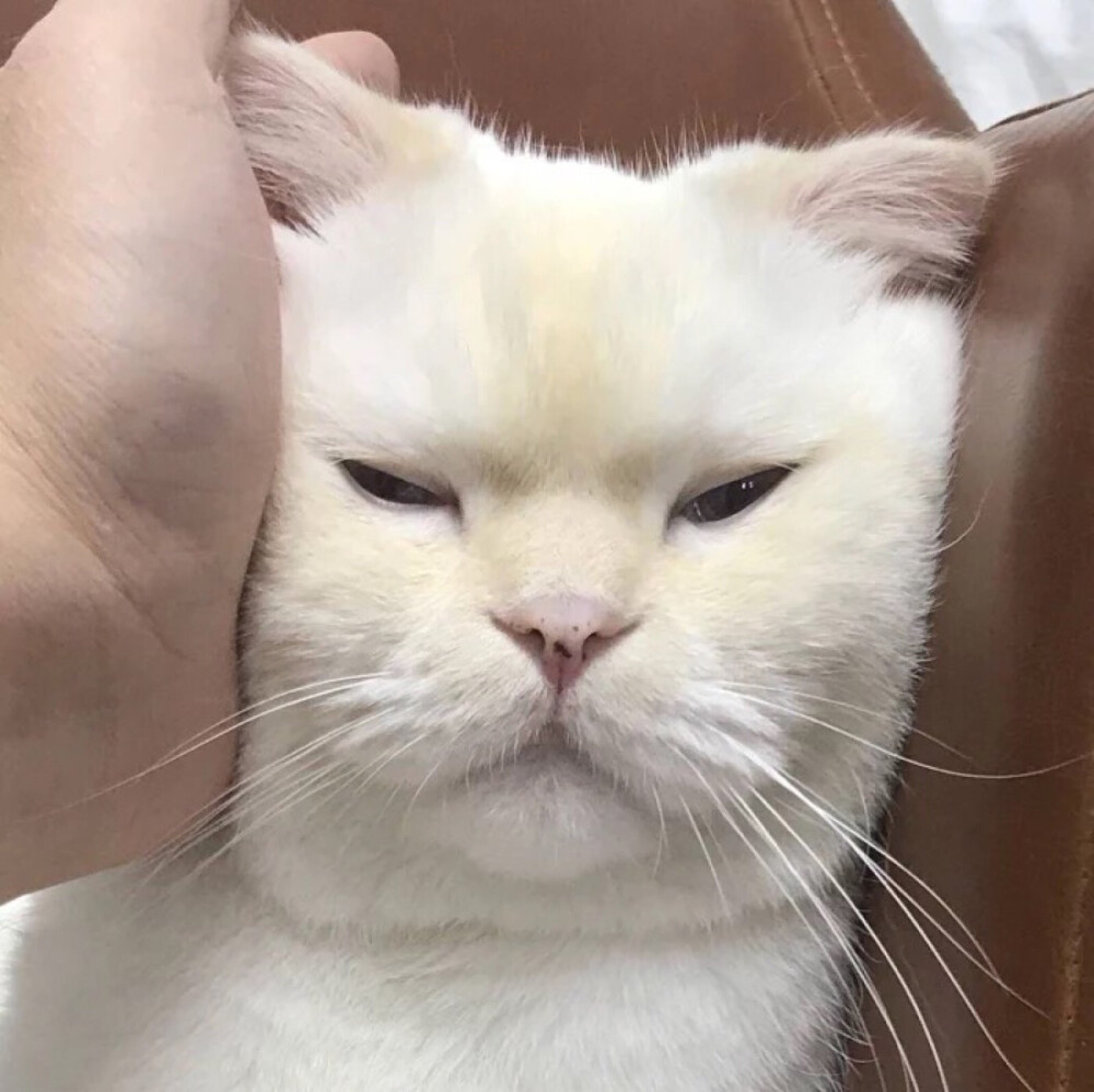 情侣头像，萌猫头像