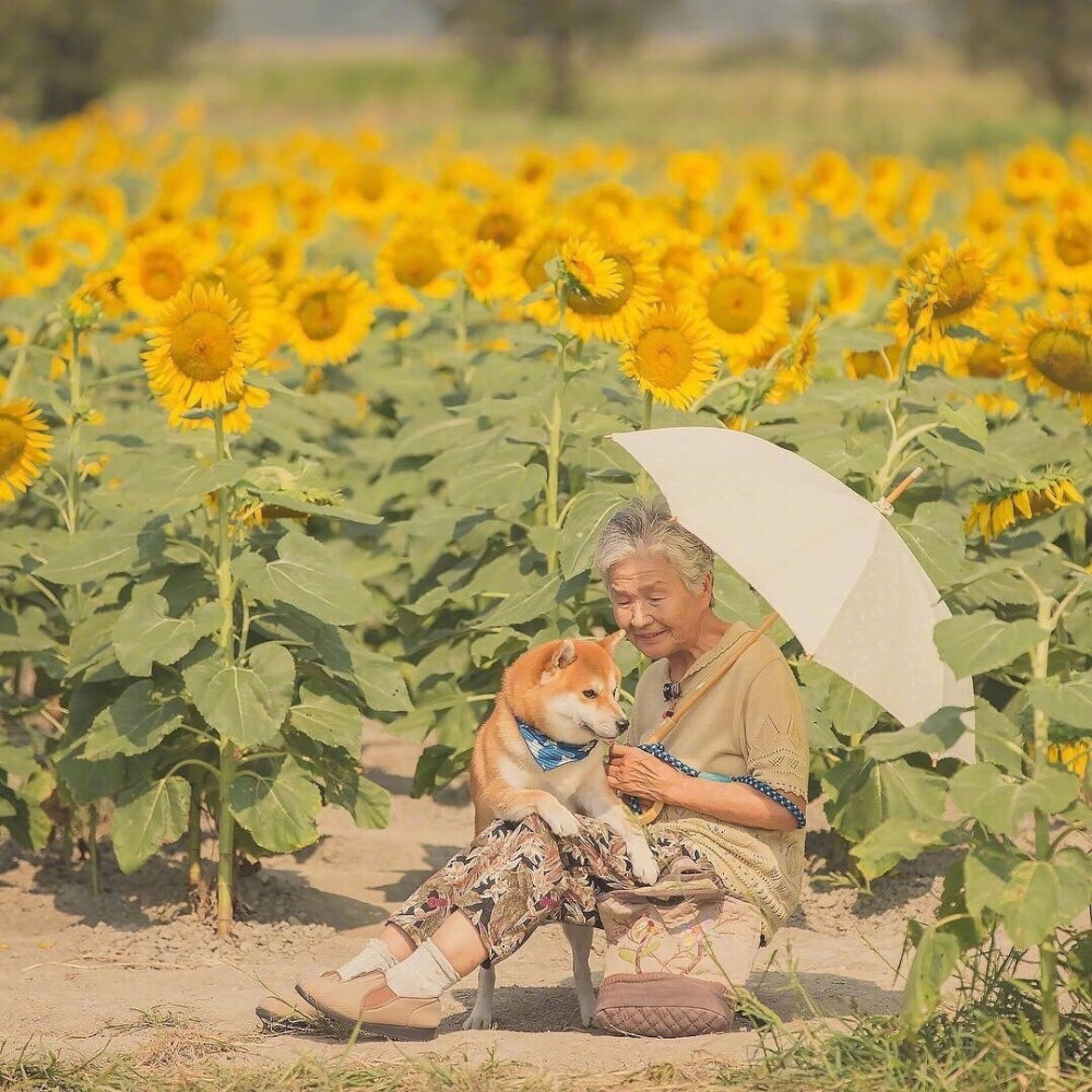 摄影师 Yasuto 拍摄了，自家奶奶和柴犬阿福相伴在郊外的照片，这样的画面真的好温暖，好治愈