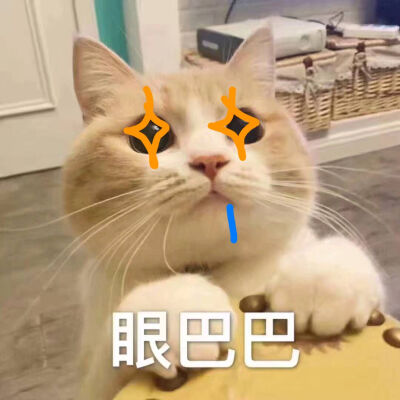 猫猫头