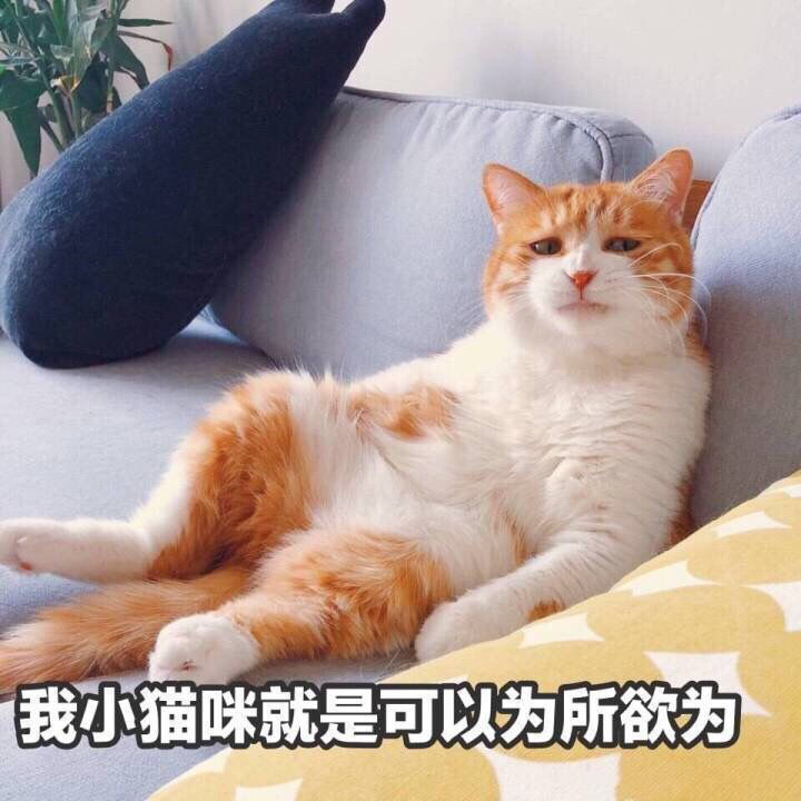 猫猫头