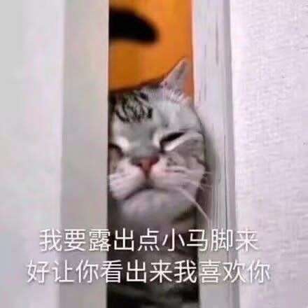 猫猫头