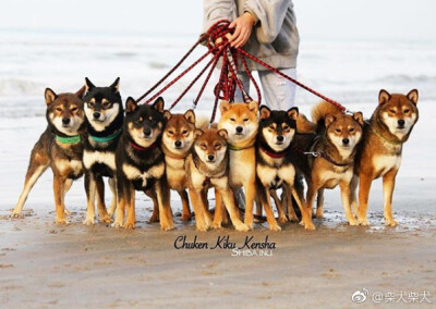 是土豪！ Instagram：shiba_chuken.kiku.kensha