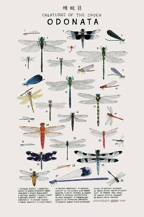 自然界目錄大百科 / Kelzuki 插畫