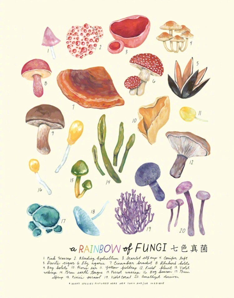 自然界目錄大百科 / Kelzuki 插畫