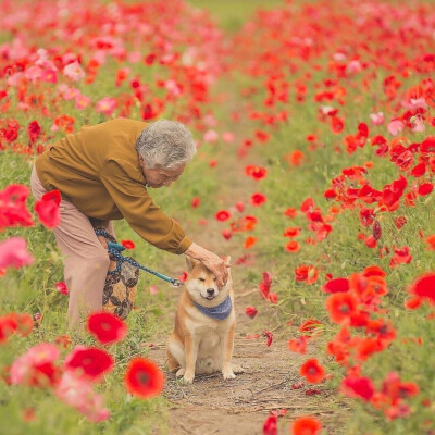 感觉自己萌萌哒 柴犬