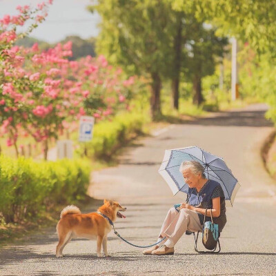 感觉自己萌萌哒 柴犬