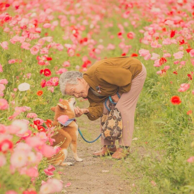 感觉自己萌萌哒 柴犬