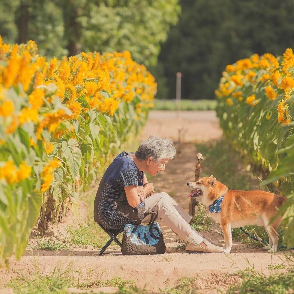 感觉自己萌萌哒 柴犬