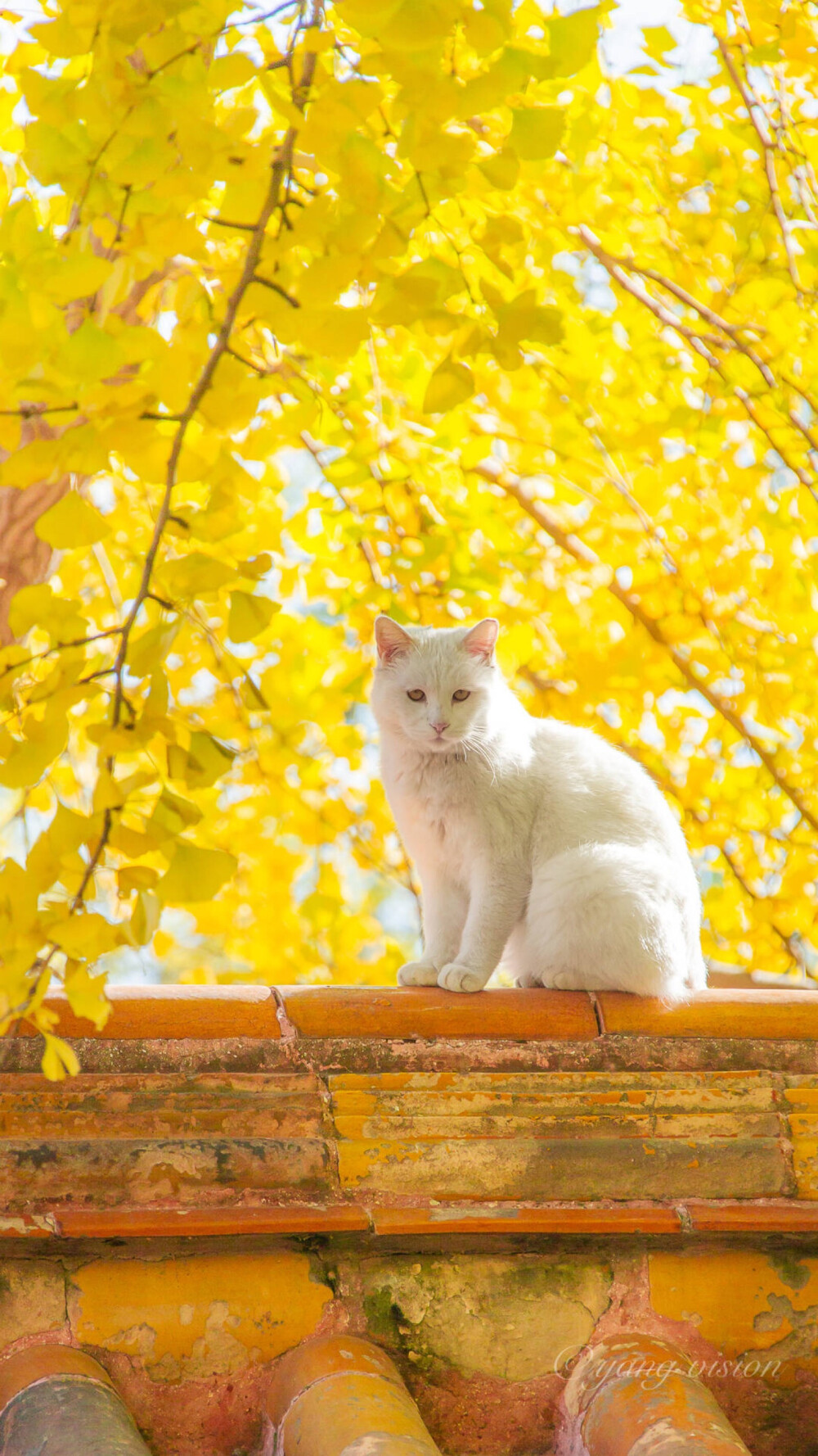 感觉自己萌萌哒 猫