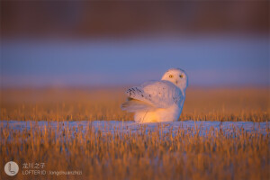 感觉自己萌萌哒