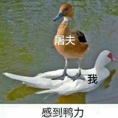 逗比表情包