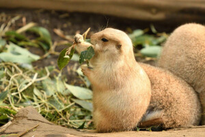 感觉自己萌萌哒