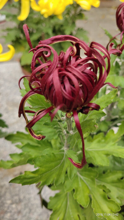 秋菊