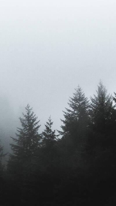 雾山林