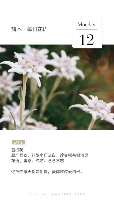 #瓣木·每日花语#
雪绒花
原产西欧，花型小巧洁白，珍贵稀有似精灵
花语：坚忍、纯洁、念念不忘
你在的每天都是惊喜，爱你胜过爱自己。