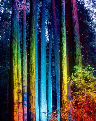 Rainbow|daniel mercadante