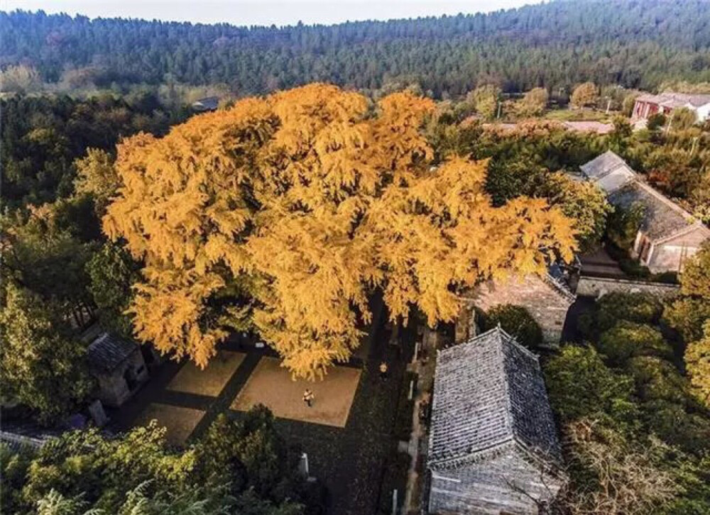 山东莒县的浮来山定林寺千年古银杏，这棵被誉为“天下银杏第一树”的古银杏，简直就是一位神仙级别的古树，它至今已有4000多岁了！