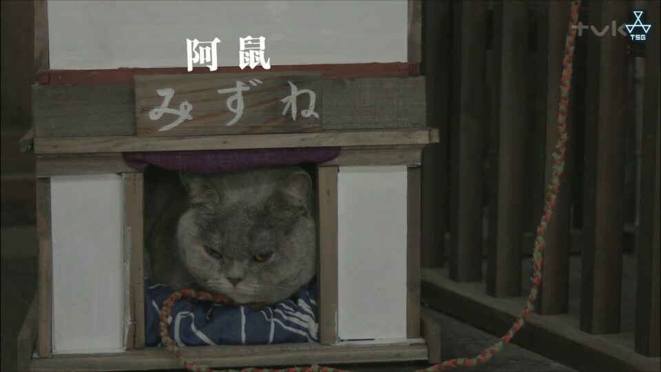 日剧猫侍