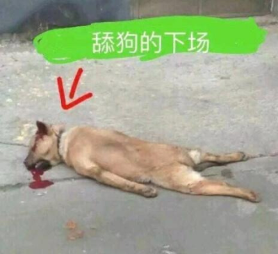 舔狗 表情包