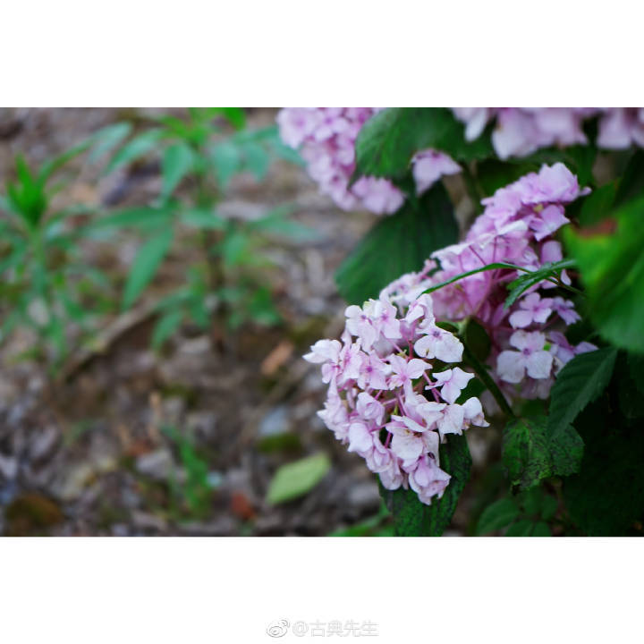 绣球花开 | 百花成朵 团扶如球
“高枝带雨压雕栏，一蒂千花白玉团。”
春深夏浅时分，谢了玉兰，落了樱花，绣球花开得却是繁盛，初开的为白（绿）色花朵，如雪球累累。再过几日，深邃的蓝，典雅的粉也会次第开放~硕大的花型饱满而又美丽，挂满了树枝，压弯了腰。 ​
cr:@古典先生