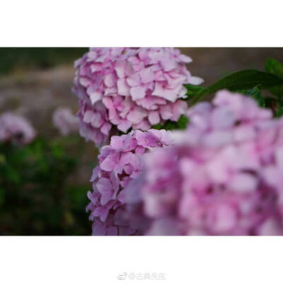 绣球花开 | 百花成朵 团扶如球
“高枝带雨压雕栏，一蒂千花白玉团。”
春深夏浅时分，谢了玉兰，落了樱花，绣球花开得却是繁盛，初开的为白（绿）色花朵，如雪球累累。再过几日，深邃的蓝，典雅的粉也会次第开放~硕…