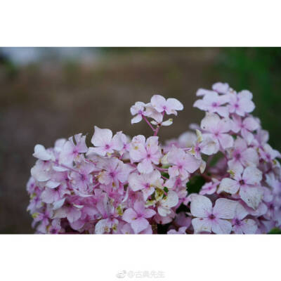 绣球花开 | 百花成朵 团扶如球
“高枝带雨压雕栏，一蒂千花白玉团。”
春深夏浅时分，谢了玉兰，落了樱花，绣球花开得却是繁盛，初开的为白（绿）色花朵，如雪球累累。再过几日，深邃的蓝，典雅的粉也会次第开放~硕…