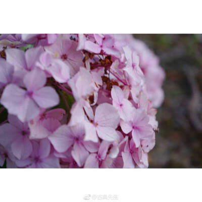 绣球花开 | 百花成朵 团扶如球
“高枝带雨压雕栏，一蒂千花白玉团。”
春深夏浅时分，谢了玉兰，落了樱花，绣球花开得却是繁盛，初开的为白（绿）色花朵，如雪球累累。再过几日，深邃的蓝，典雅的粉也会次第开放~硕…