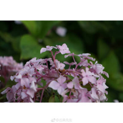 绣球花开 | 百花成朵 团扶如球
“高枝带雨压雕栏，一蒂千花白玉团。”
春深夏浅时分，谢了玉兰，落了樱花，绣球花开得却是繁盛，初开的为白（绿）色花朵，如雪球累累。再过几日，深邃的蓝，典雅的粉也会次第开放~硕…