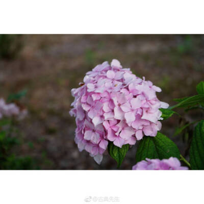 绣球花开 | 百花成朵 团扶如球
“高枝带雨压雕栏，一蒂千花白玉团。”
春深夏浅时分，谢了玉兰，落了樱花，绣球花开得却是繁盛，初开的为白（绿）色花朵，如雪球累累。再过几日，深邃的蓝，典雅的粉也会次第开放~硕…