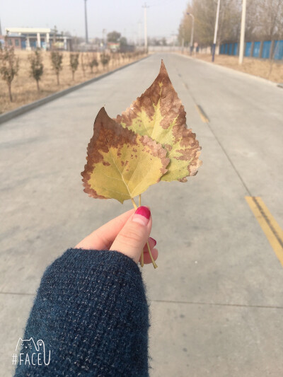 随拍的风景
天津的冬与叶