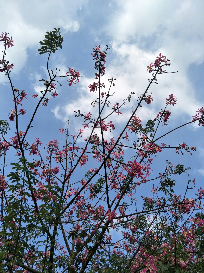 别人家的猫和花儿