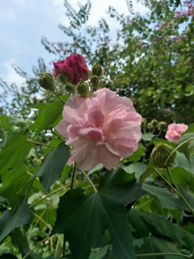 别人家的猫和花儿