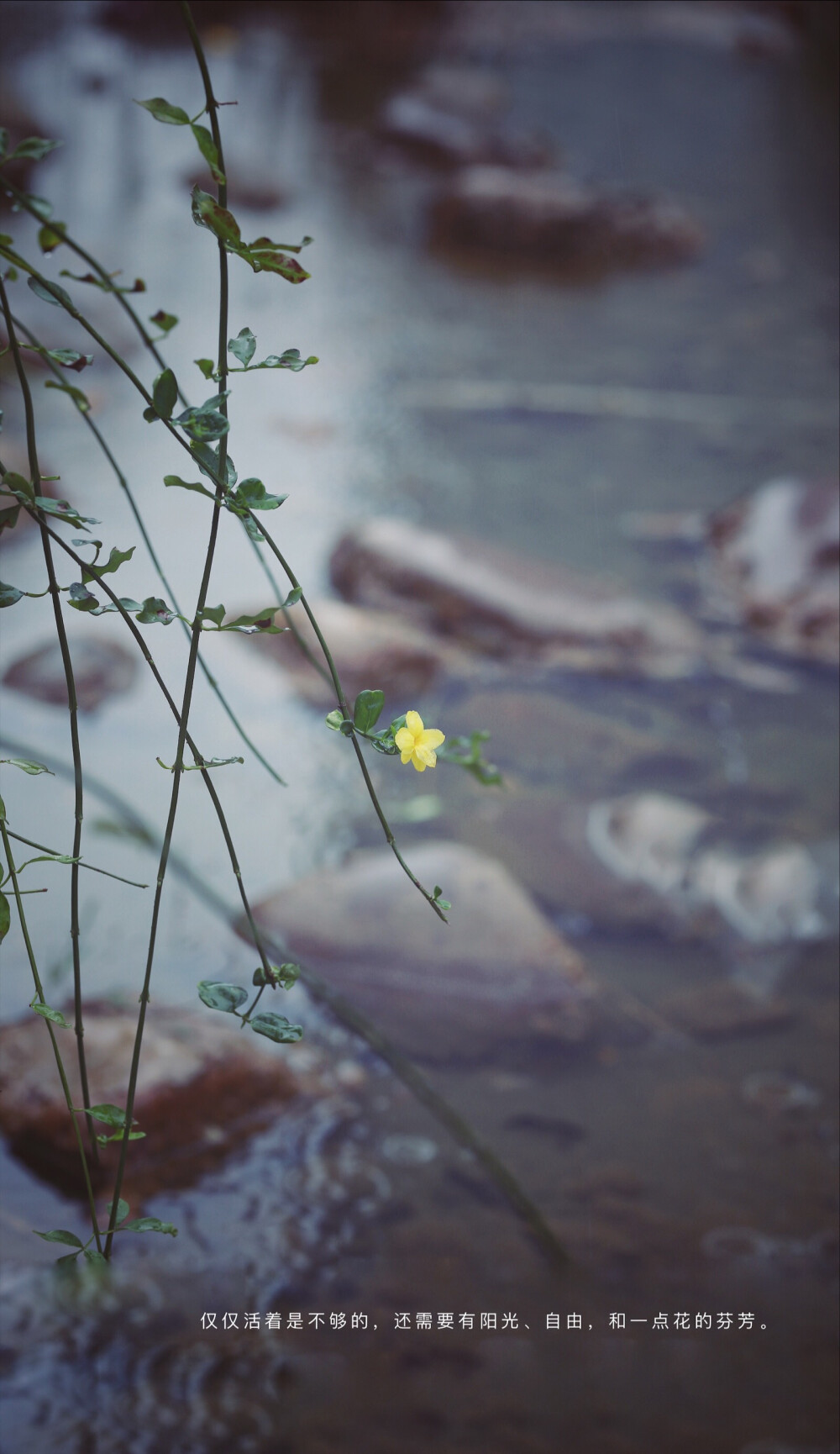 芬芳